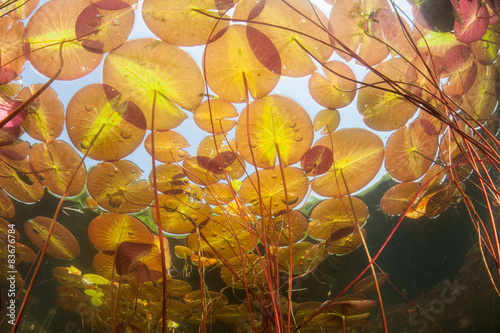 Colorful Lily Pads Underwater #83676784
