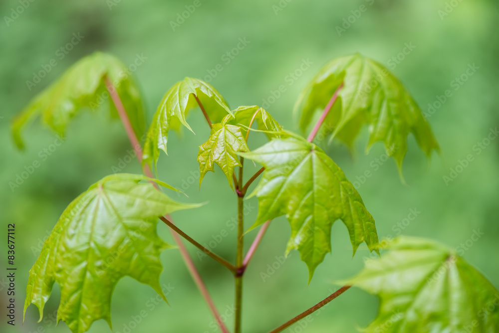 Obraz premium young spring maple tree leaves on green background