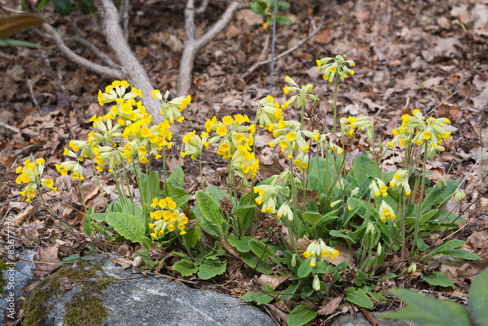 Yellow primrose flowers blossoming in spring. Yellow primrose flowers blossoming in spring.