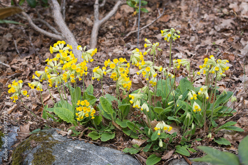 Yellow primrose flowers blossoming in spring.