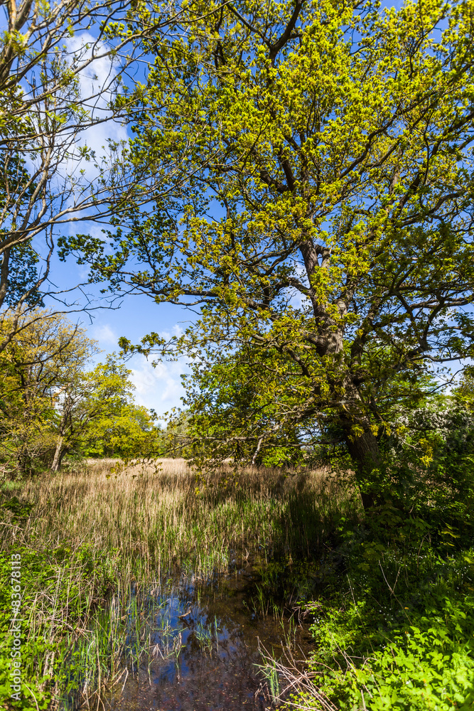 Teich in Heiligendamm