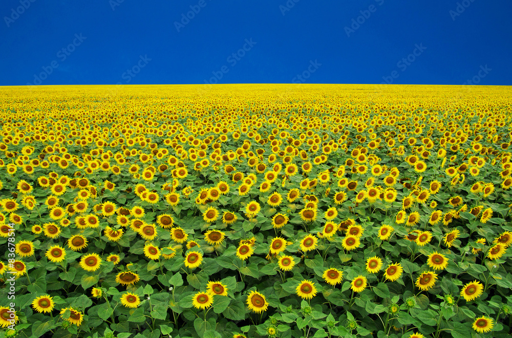 sunflowers