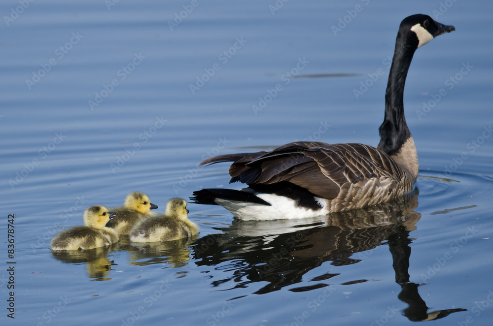 Fototapeta premium Three Adorable Little Goslings Swimming Behind Mom