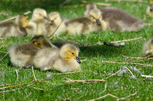 Adorable Little Gosling Resting in the Green Grass