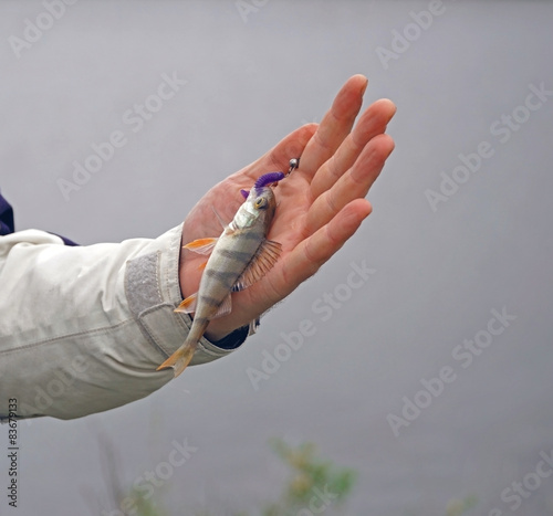 Fotografía small perch in hand