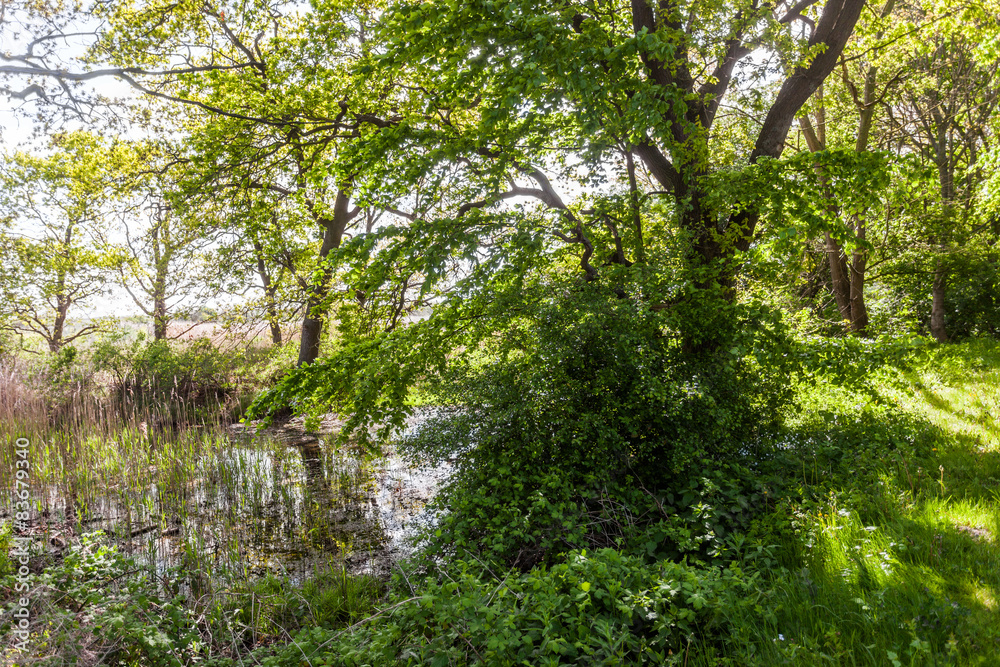 Teich in Heiligendamm