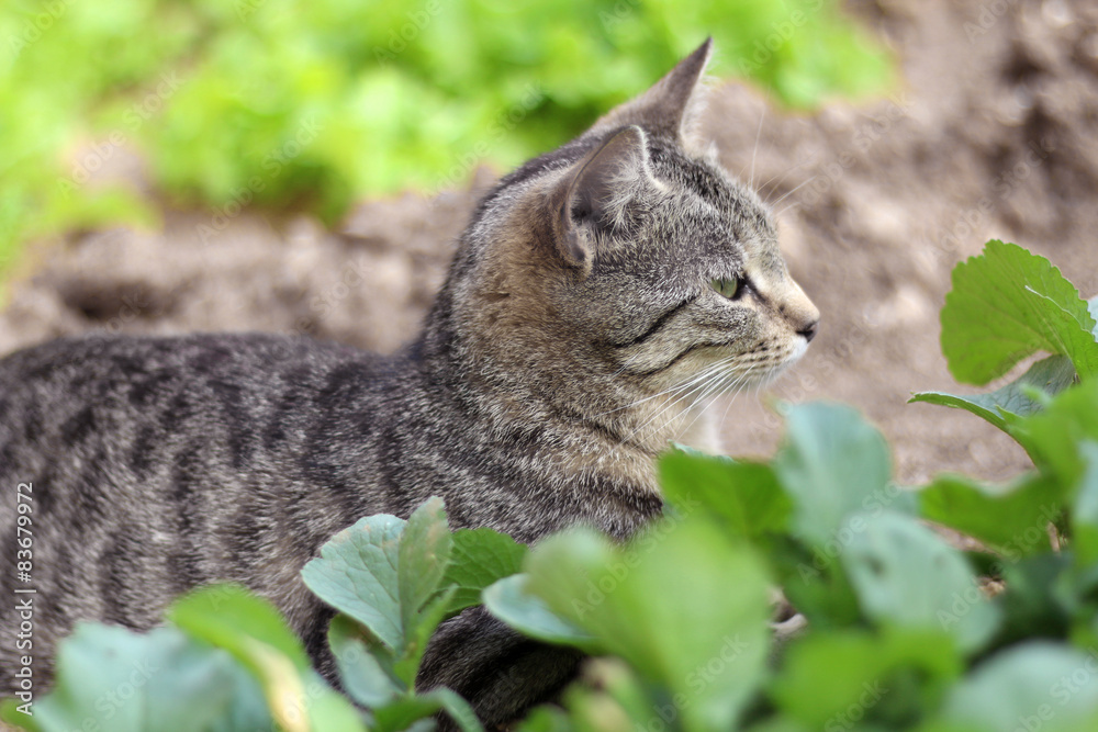 Tabby cat lying in the vegetable garden. Selective focus. Tabby cat lying in the vegetable garden. Selective focus.