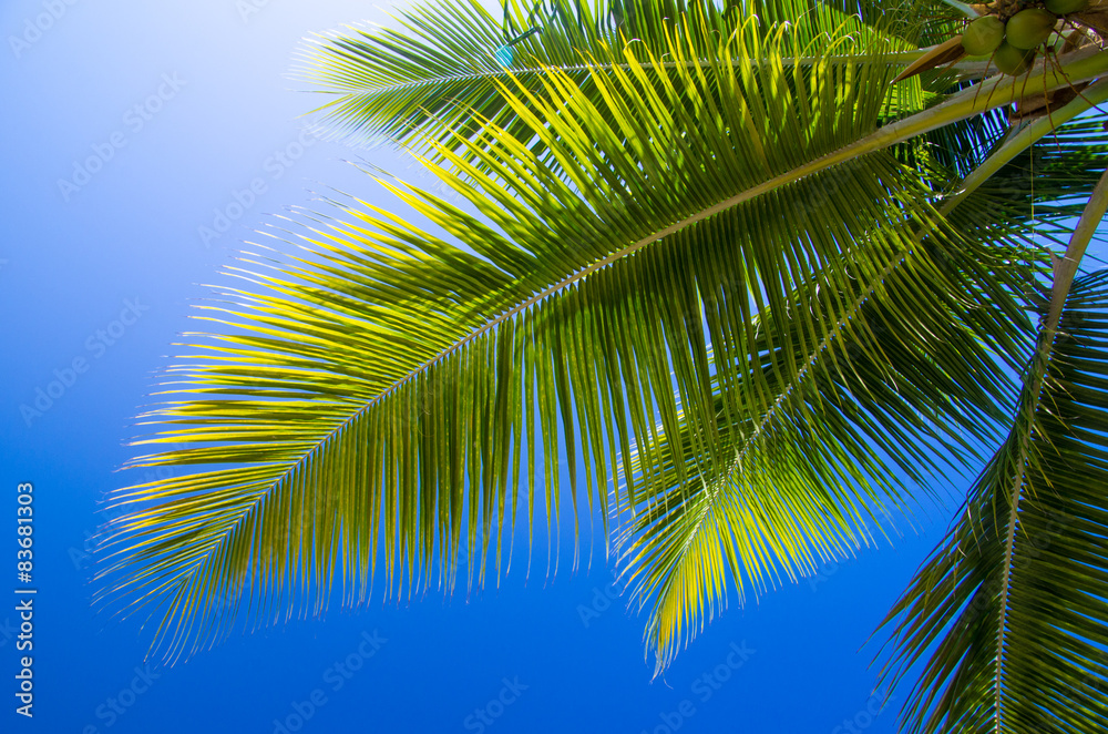 Fototapeta premium Palm tree