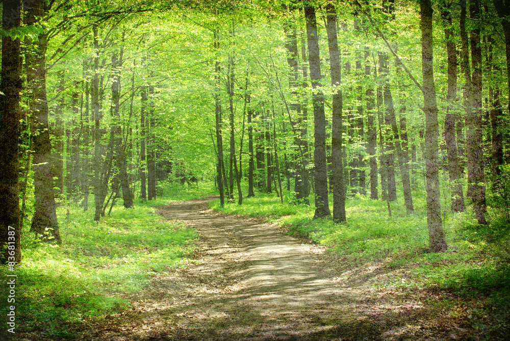 Obraz premium forest