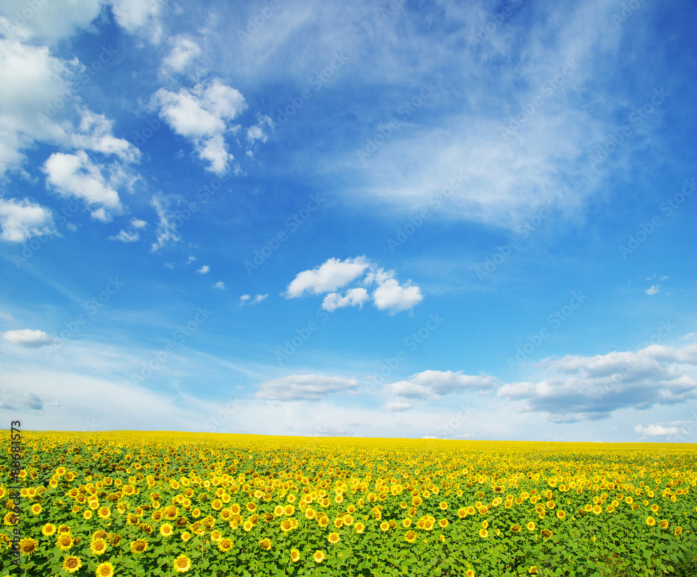 field of sunflowers and blue sun sky