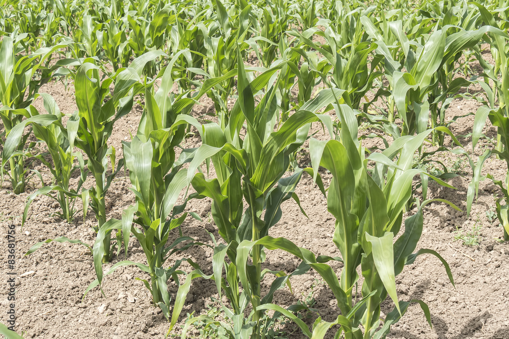 Fototapeta premium Corn crop growing