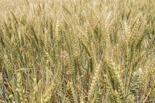 Harvest of ripe wheat © max8xam