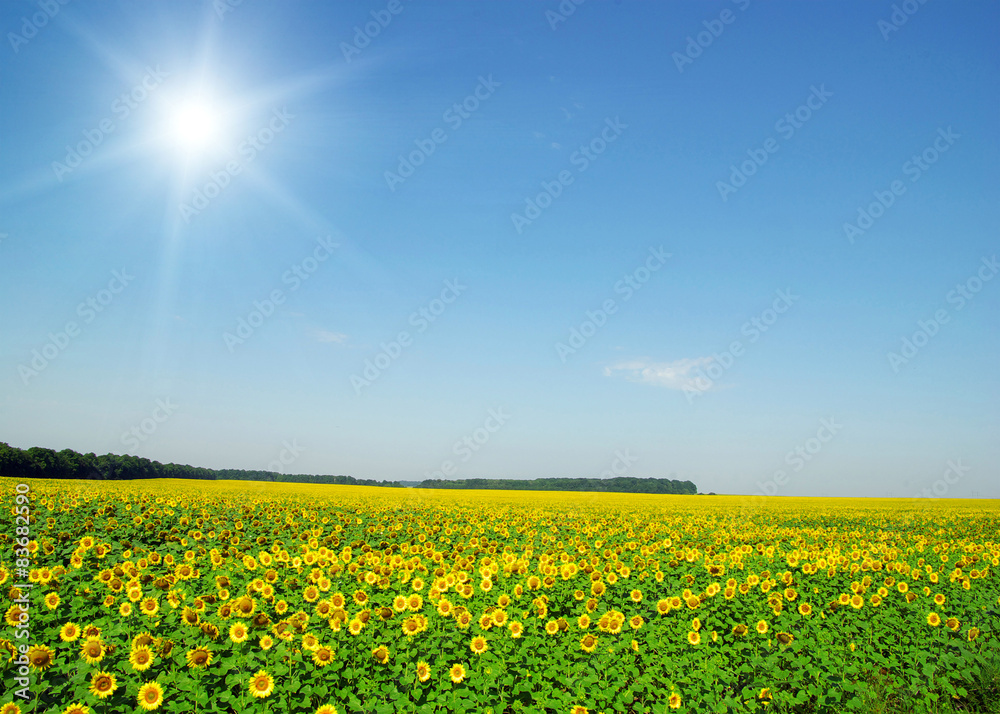 Fototapeta premium sunflowers