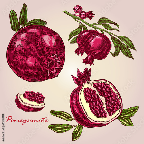 Highly detailed hand drawn pomegranate. Pomegranat vector set