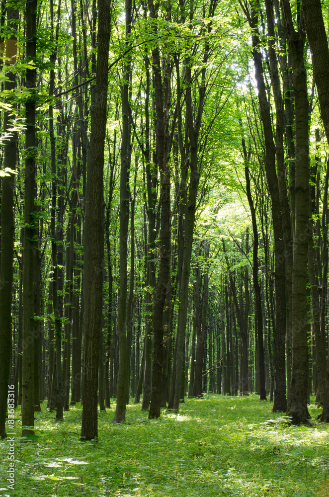 forest forest