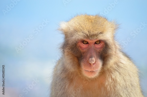 日本猿 © to35ke75