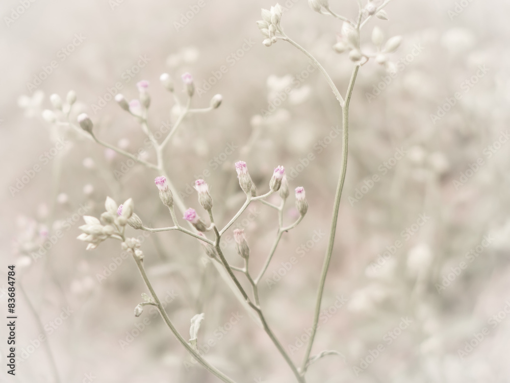 flowering grass with soft focus flowering grass with soft focus