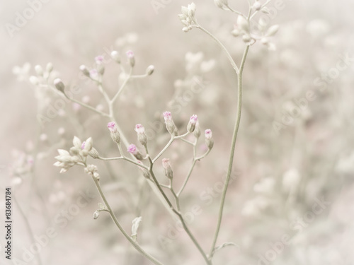 flowering grass with soft focus