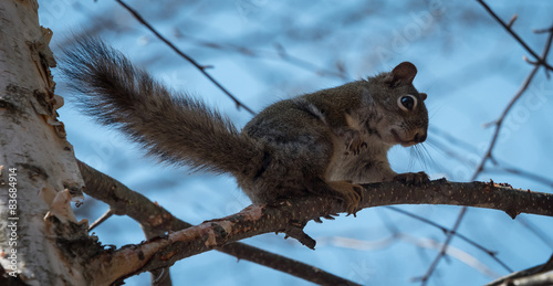 A Red Squirrel watches from his environment.