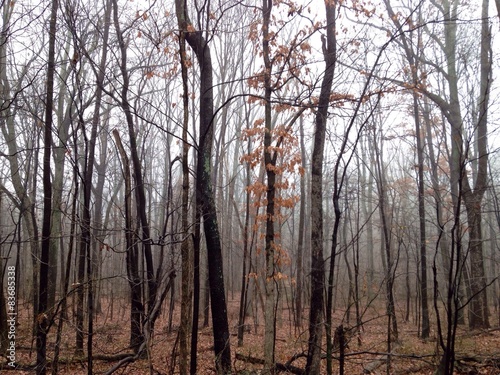 Wallpaper Mural forrst trees 1 Torontodigital.ca