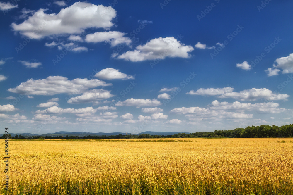 Maturing of barley field in beautiful sky and clouds scenery. Maturing of barley field in beautiful sky and clouds scenery.
