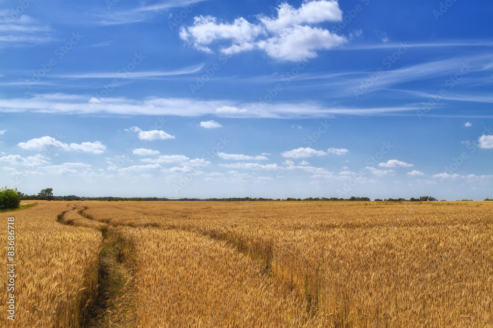 A pathway to begin crop of barley field in beautiful scenery.