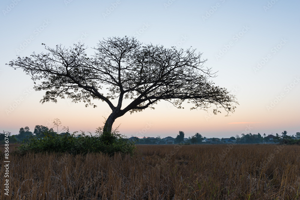 tree with sunrise