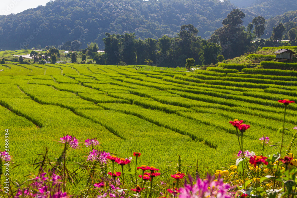 Farm and terrace rice field