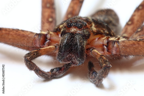  venatoria spider/large  predator Heteropoda venatoria spider photo