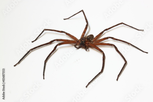  venatoria spider/large  predator Heteropoda venatoria spider © leochen66