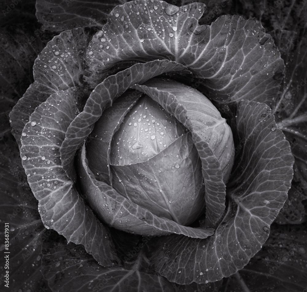 Fototapeta premium cabbage closeup. black and white