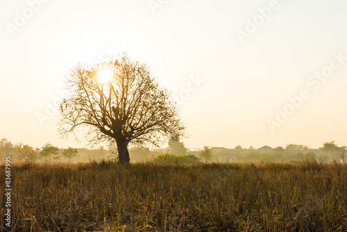 tree with sunrise
