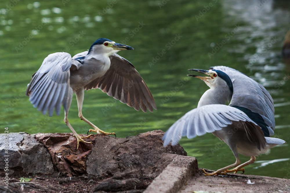 Obraz premium Blauspecht