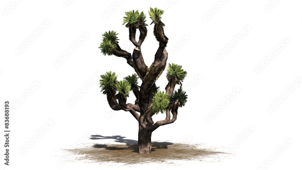 Fototapeta premium Joshua Palm tree - isolated on white background