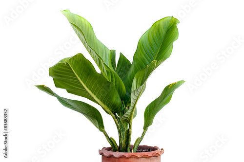 Fototapeta Naklejka Na Ścianę i Meble -  Flower pots on white background