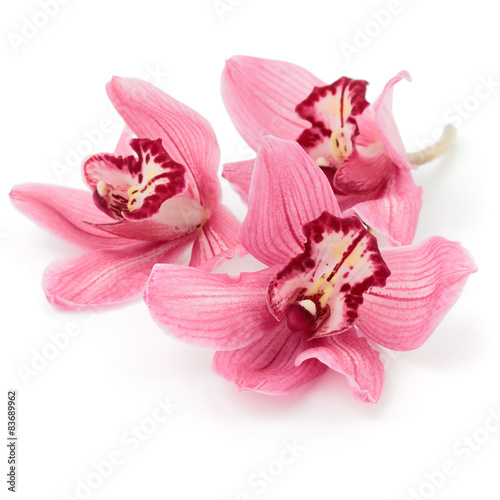 Fototapeta Naklejka Na Ścianę i Meble -  Pink cymbidium orchids lying down on white surface.