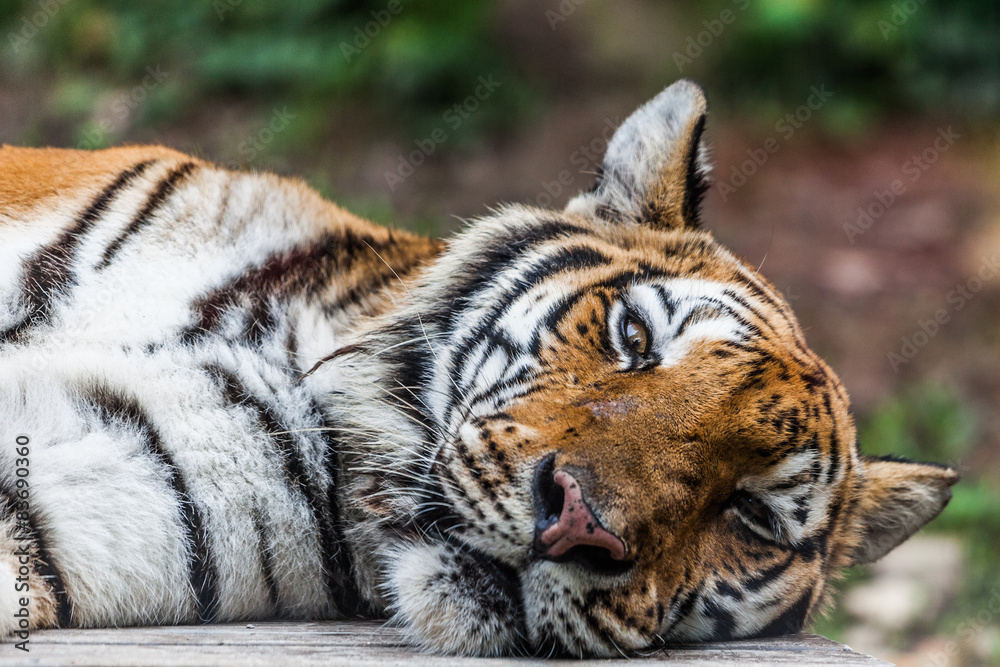 Fototapeta premium Tiger