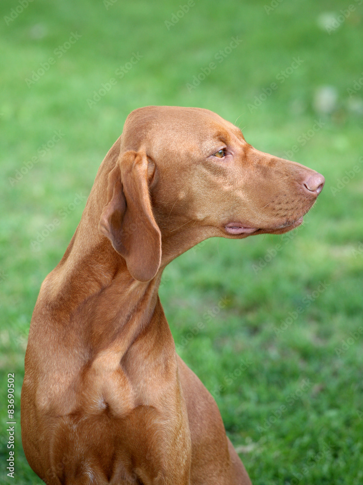The portrait of Hungarian Short-haired Pointing Dog The portrait of Hungarian Short-haired Pointing Dog