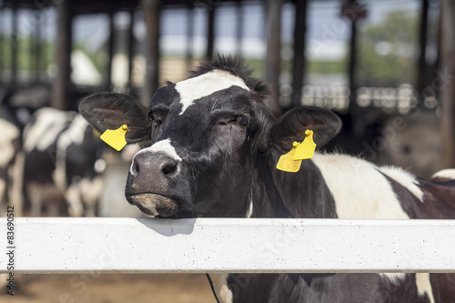 Nose of dairy cow in farm photo