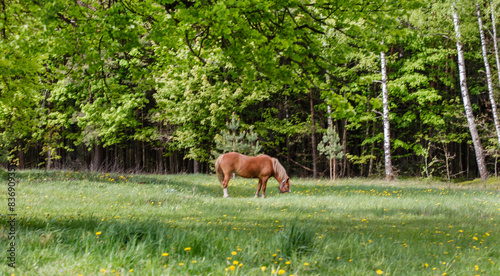 horse on the field