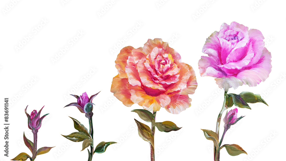 Rose isolated on white, oil painting Rose isolated on white, oil painting