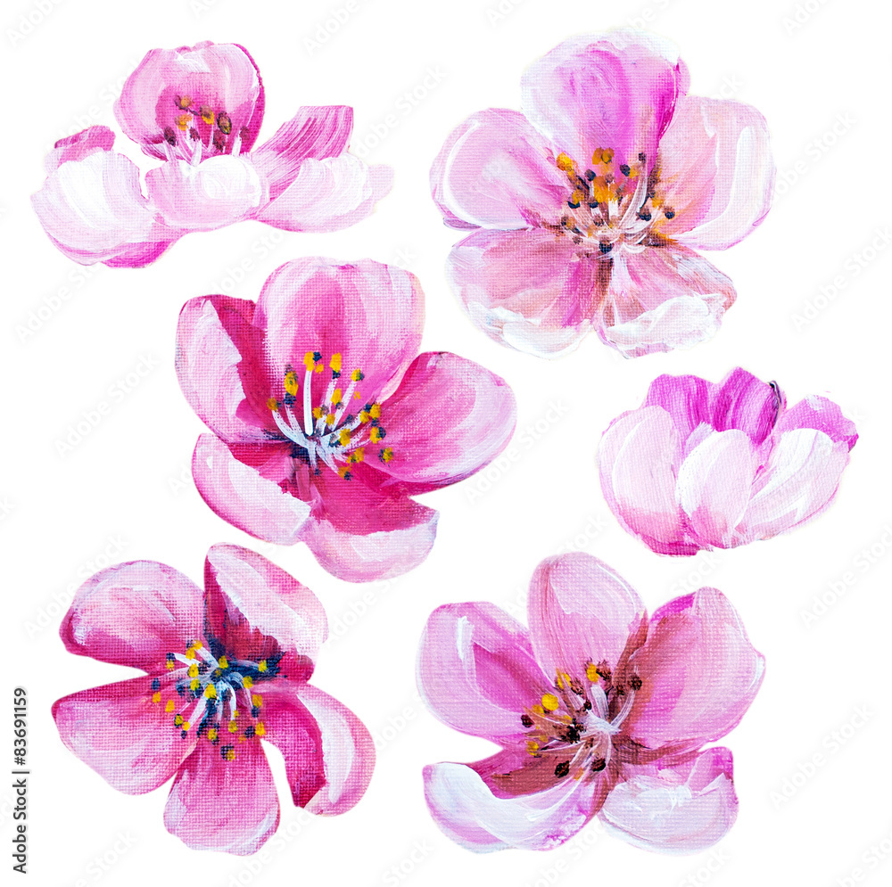 Sakura spring flowers isolated on white. Sakura spring flowers isolated on white.
