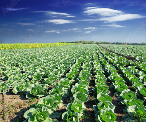 Landscape view of a freshly growing cabbage field