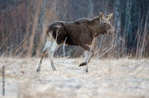 Elk going