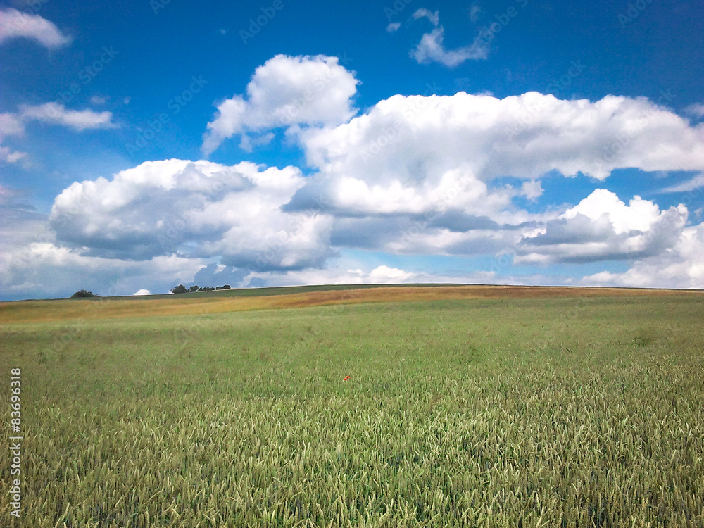 Blick auf ein Getreidefeld mit Wolken und blauem Himmel Blick auf ein Getreidefeld mit Wolken und blauem Himmel