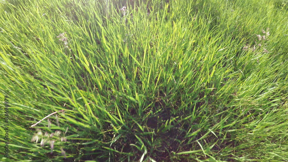 Tall grass Tall grass