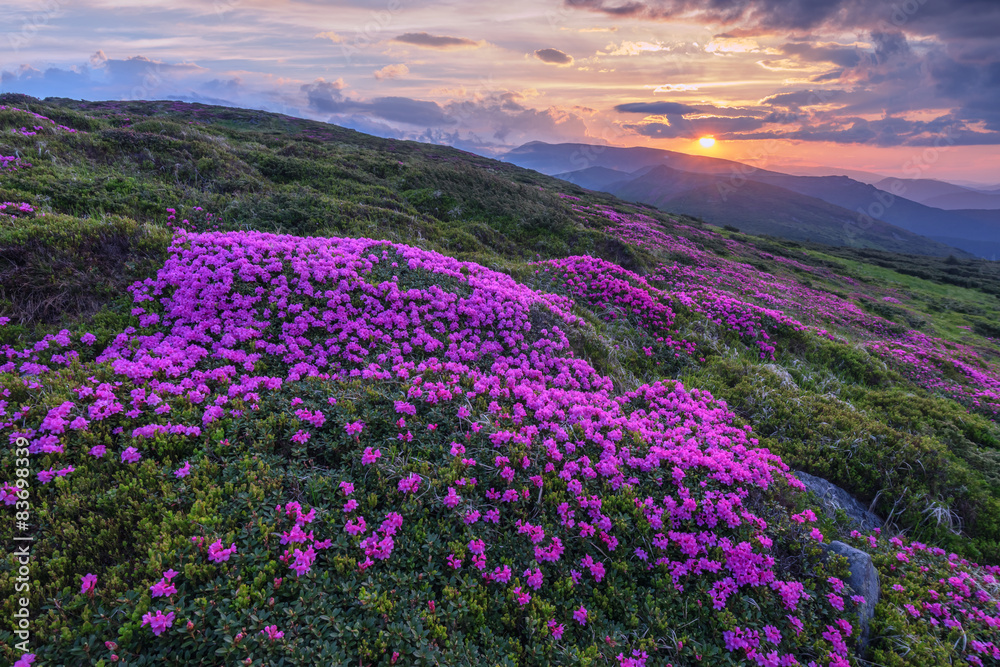 Obraz premium rhododendron