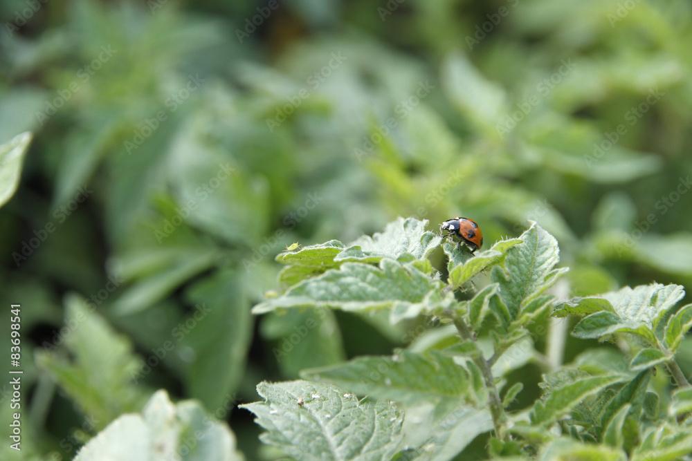 Naklejka premium lady bug