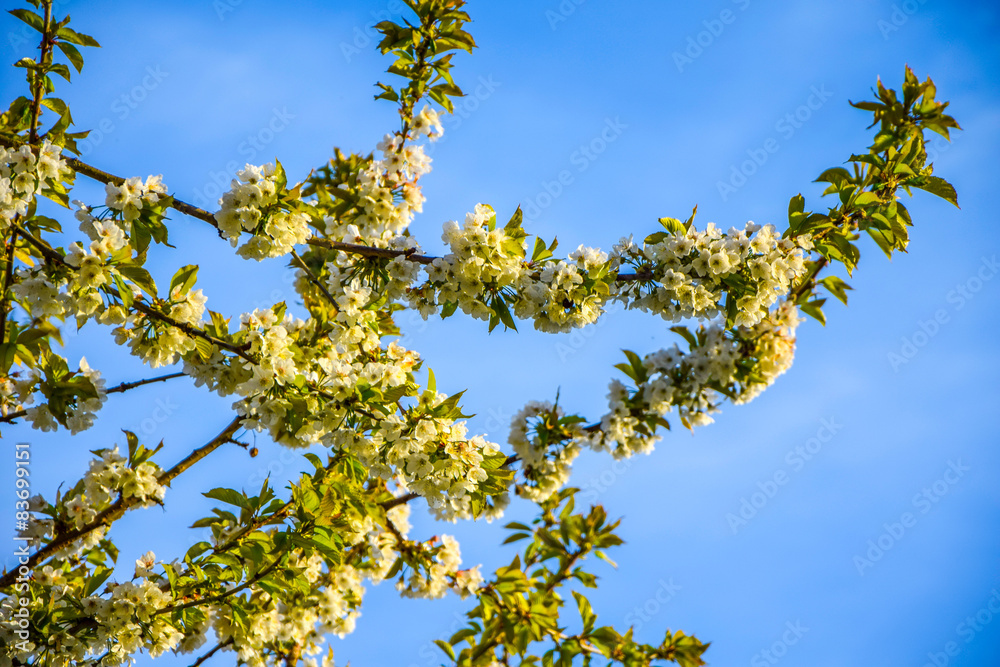 Obraz premium Kirschblüten