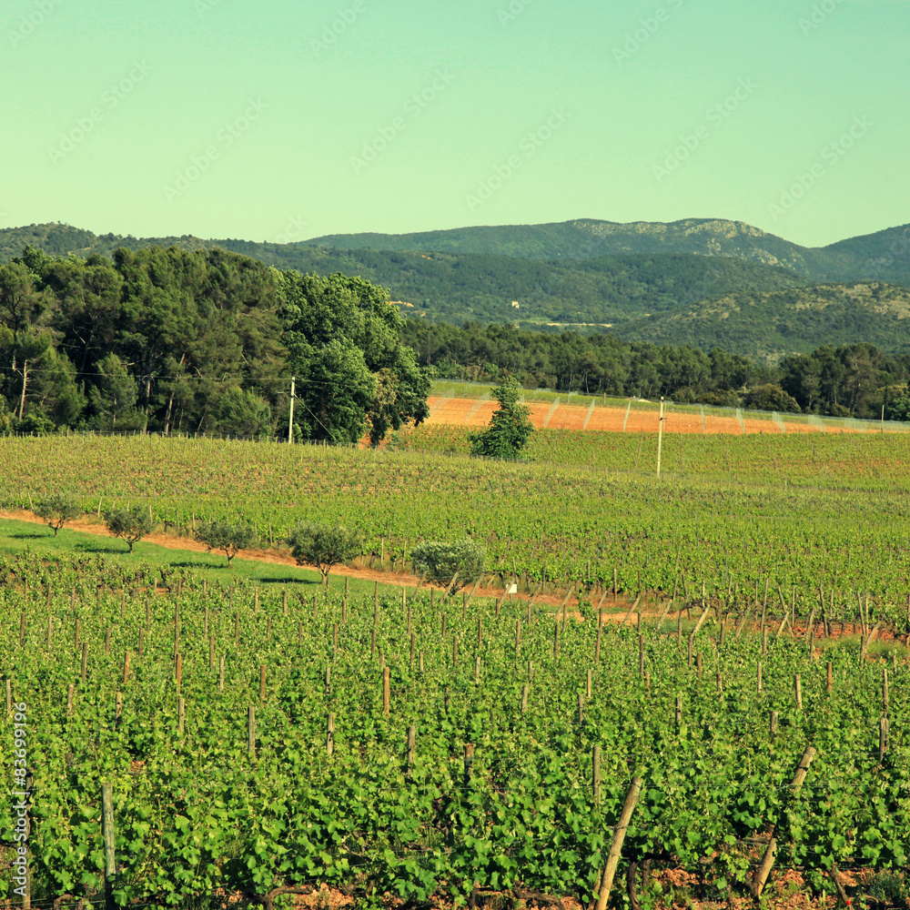 French vineyard,Provence